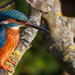 Kingfisher-tall and aware by padlock