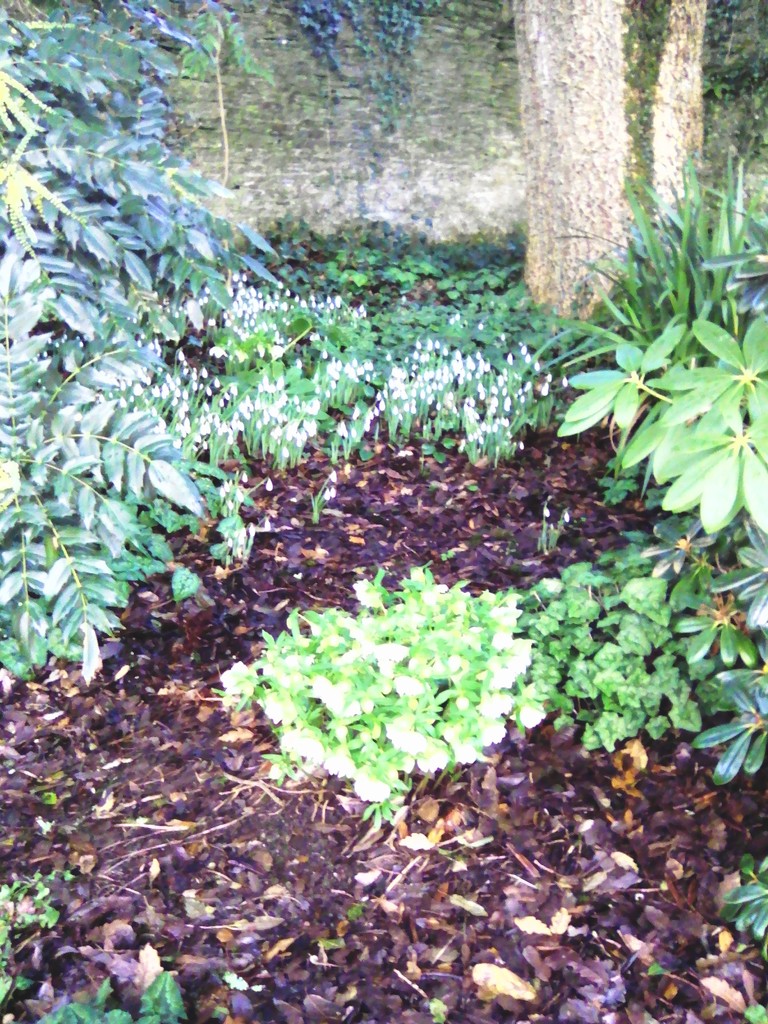 Snowdrops and hellebores at Buckland Abbey  by jennymdennis