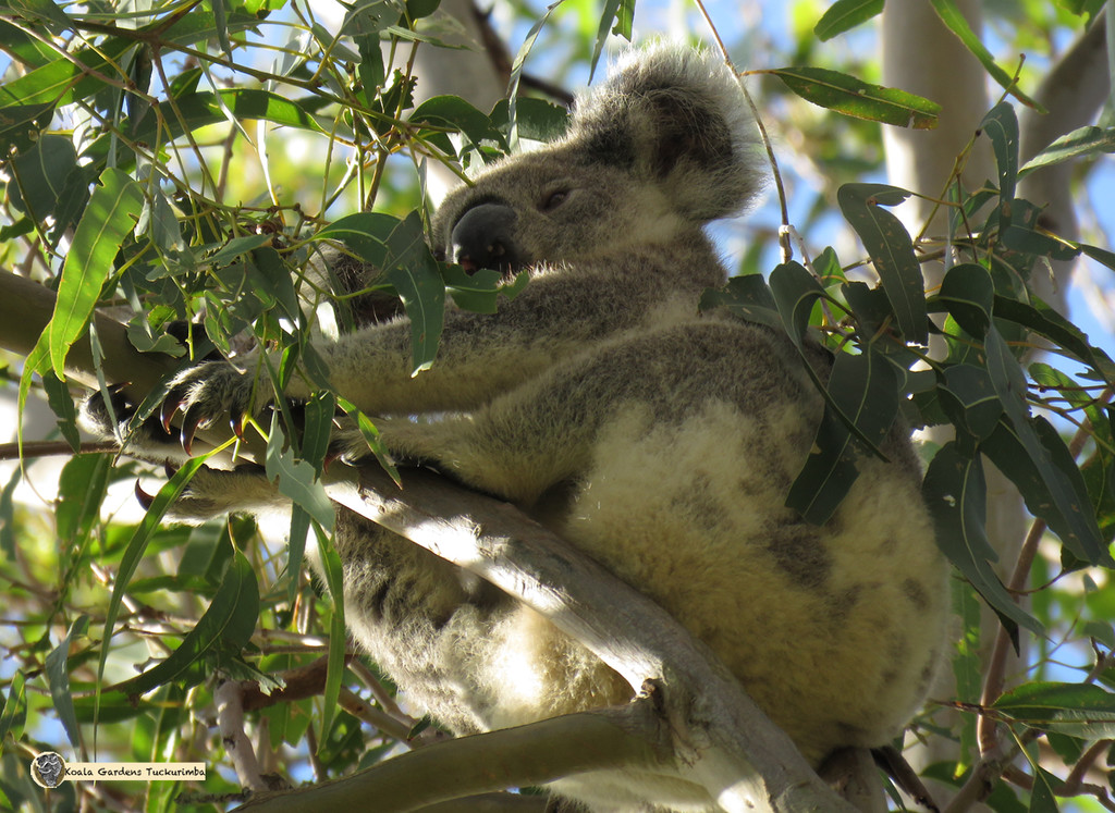 morning light by koalagardens