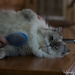 Holly loves to be brushed! by radiogirl