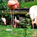 i am a flamingo by summerfield