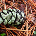 A Green Pinecone? by milaniet