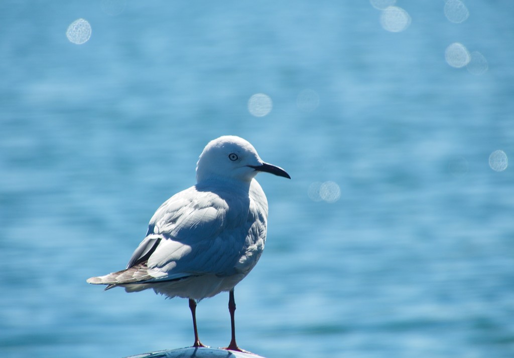 Seagull in blue light by kiwinanna