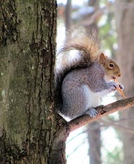 22nd Dec 2010 - Squirrely guy.