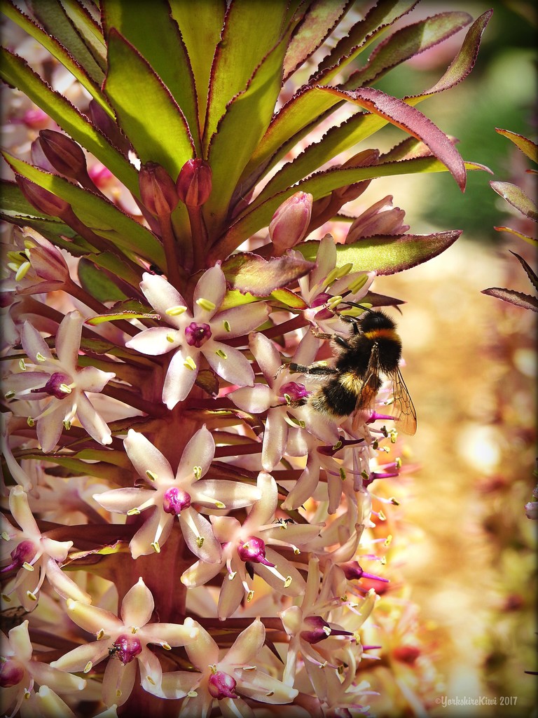 bumble on pineapple lily by yorkshirekiwi