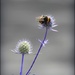 Bumble Bee on Echinops by yorkshirekiwi