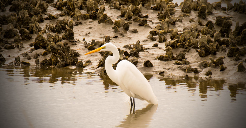Egret in the Oyster Beds! by rickster549