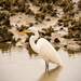 Egret in the Oyster Beds! by rickster549