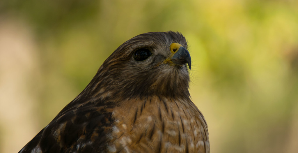 Red Shouldered Hawk Close Up! by rickster549