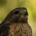 Red Shouldered Hawk Close Up! by rickster549