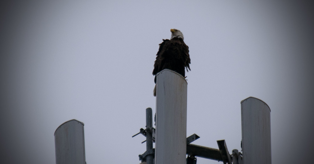 Bald Eagle on the Cell Tower! by rickster549
