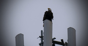28th Jan 2017 - Bald Eagle on the Cell Tower!
