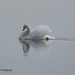 Mute Swan by kathyo