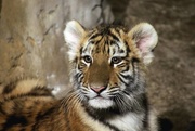 29th Jan 2017 - Tiger Cub