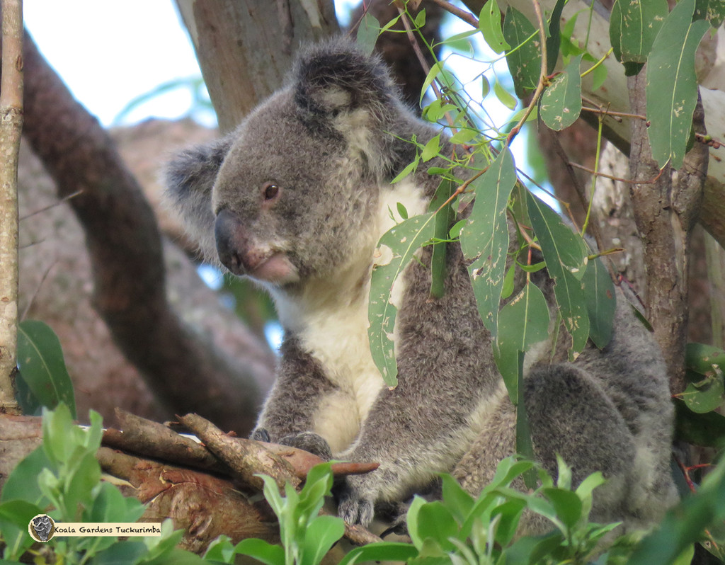 sittin pretty by koalagardens