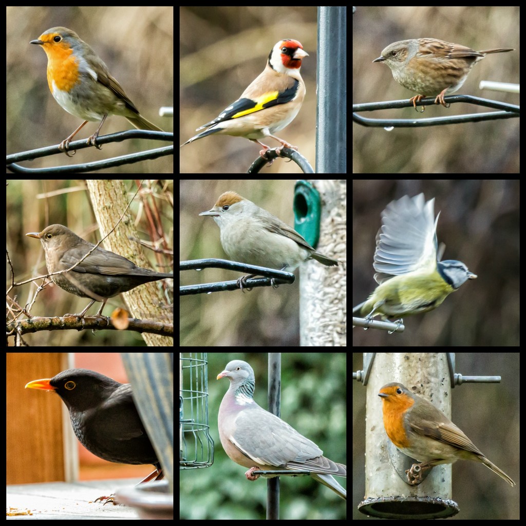 Garden birdwatch 2017 by pamknowler