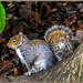 Grey Squirrel by carolmw