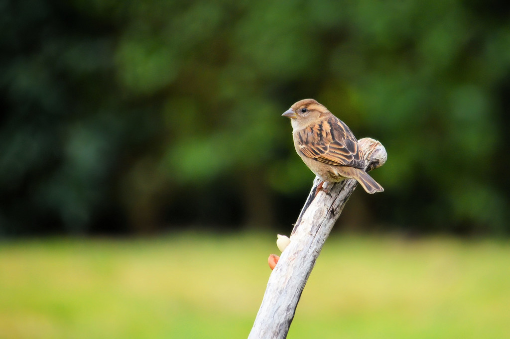 Sparrow in garden by jon_lip