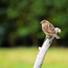 Sparrow in garden by jon_lip