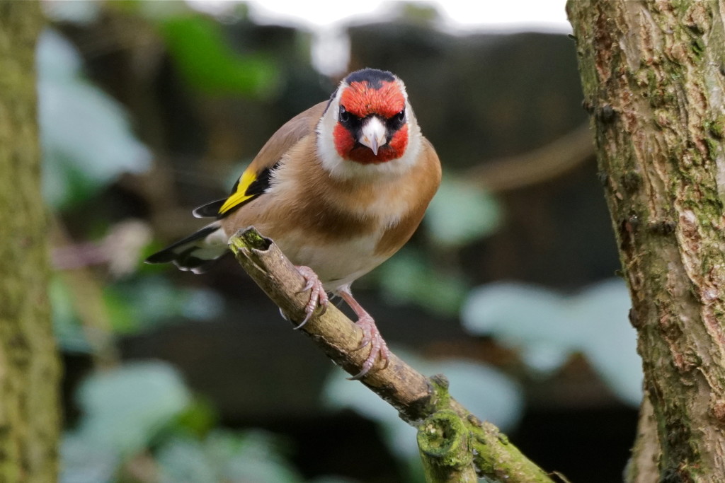 GOLDFINCH WITH ATTITUDE  by markp