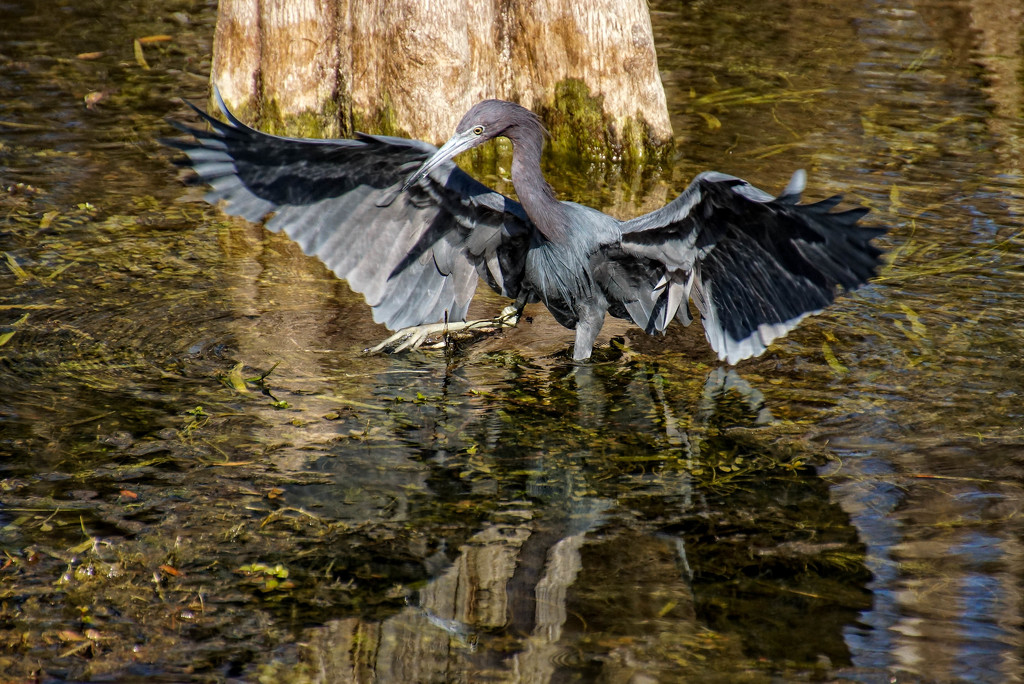 Dance of the Little Blue Heron by danette