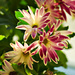 Chrysanthemum by elisasaeter