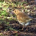 Song Thrush - Turdus philomelos by julienne1