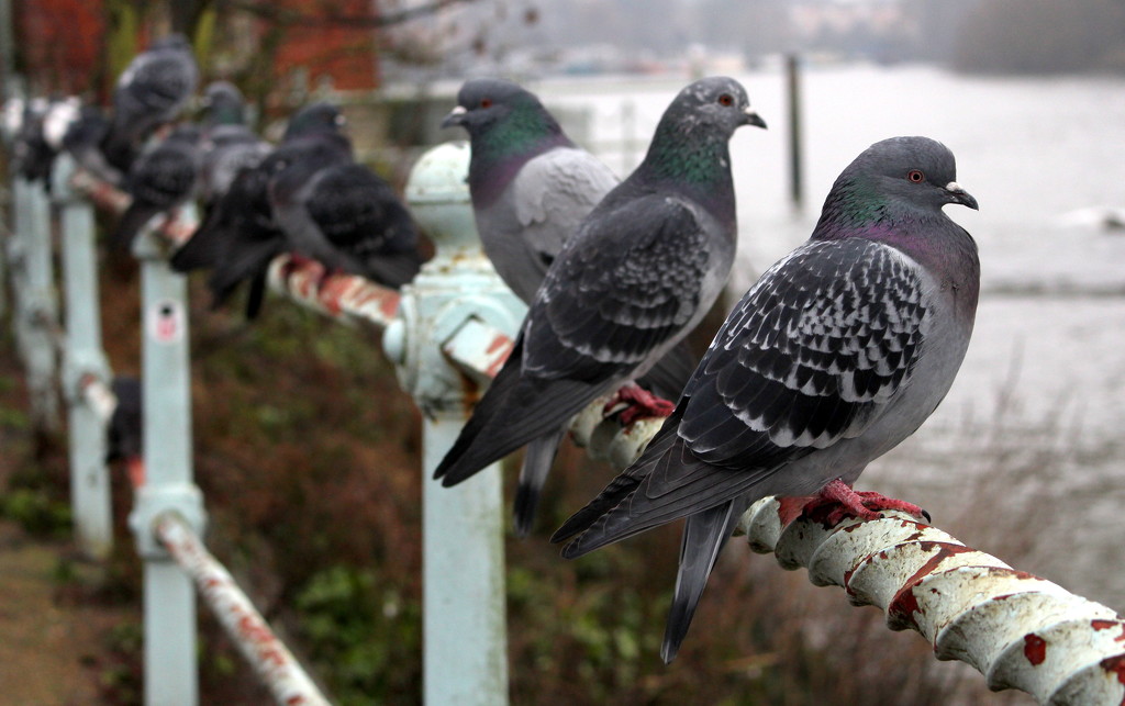 Pigeons by Twickenham Bridge by boxplayer