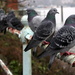 Pigeons by Twickenham Bridge by boxplayer