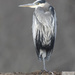 Great Blue Heron by mccarth1