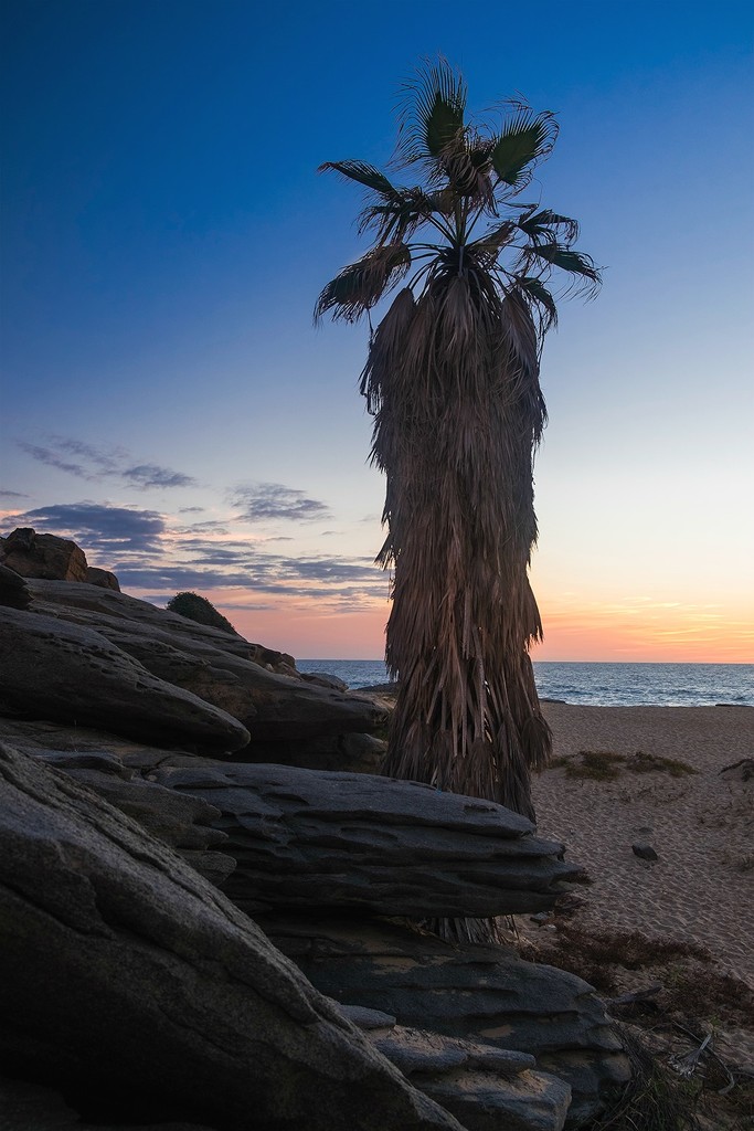 Rocks and Palm in Baja by jgpittenger