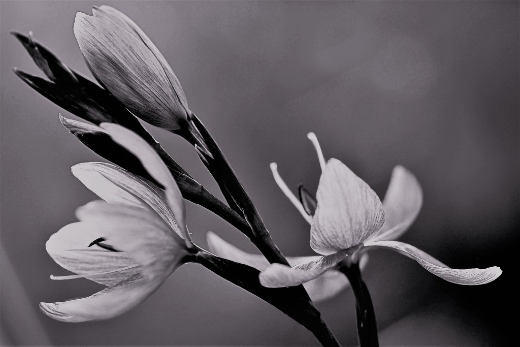 Lilies in black and white...  by ziggy77