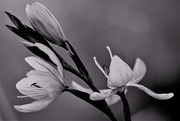 29th Jan 2017 - Lilies in black and white... 
