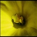 night time daffodil.  by jokristina