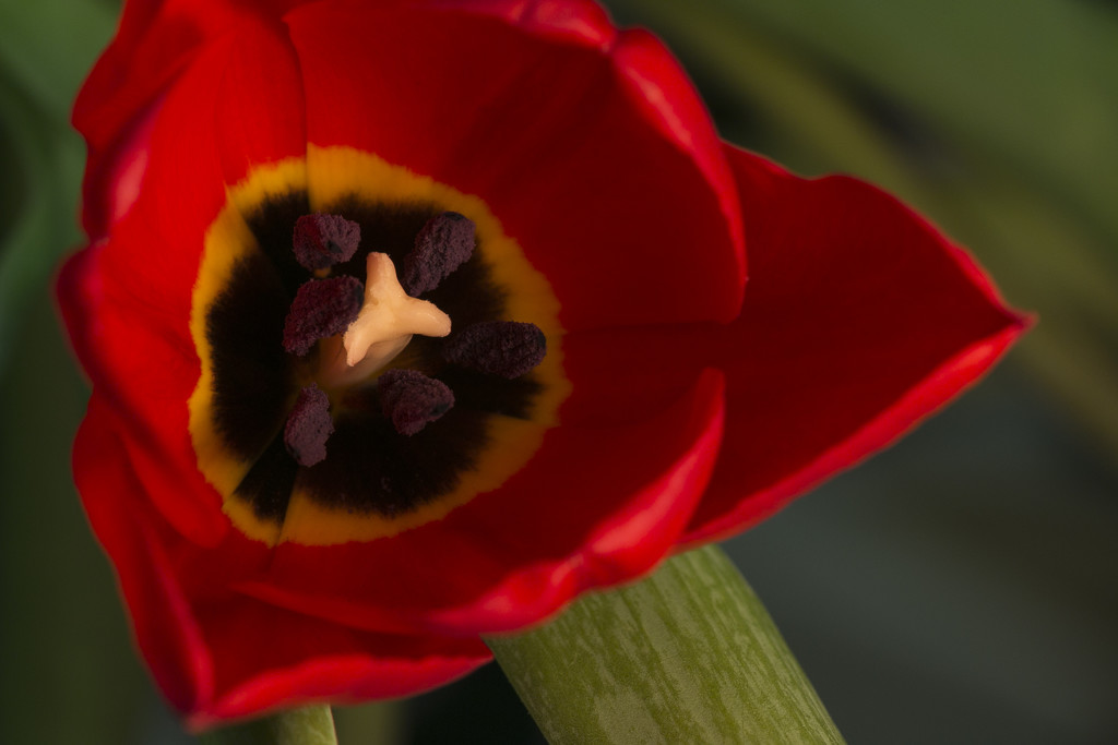 Tulip by bizziebeeme