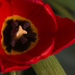 Tulip by bizziebeeme
