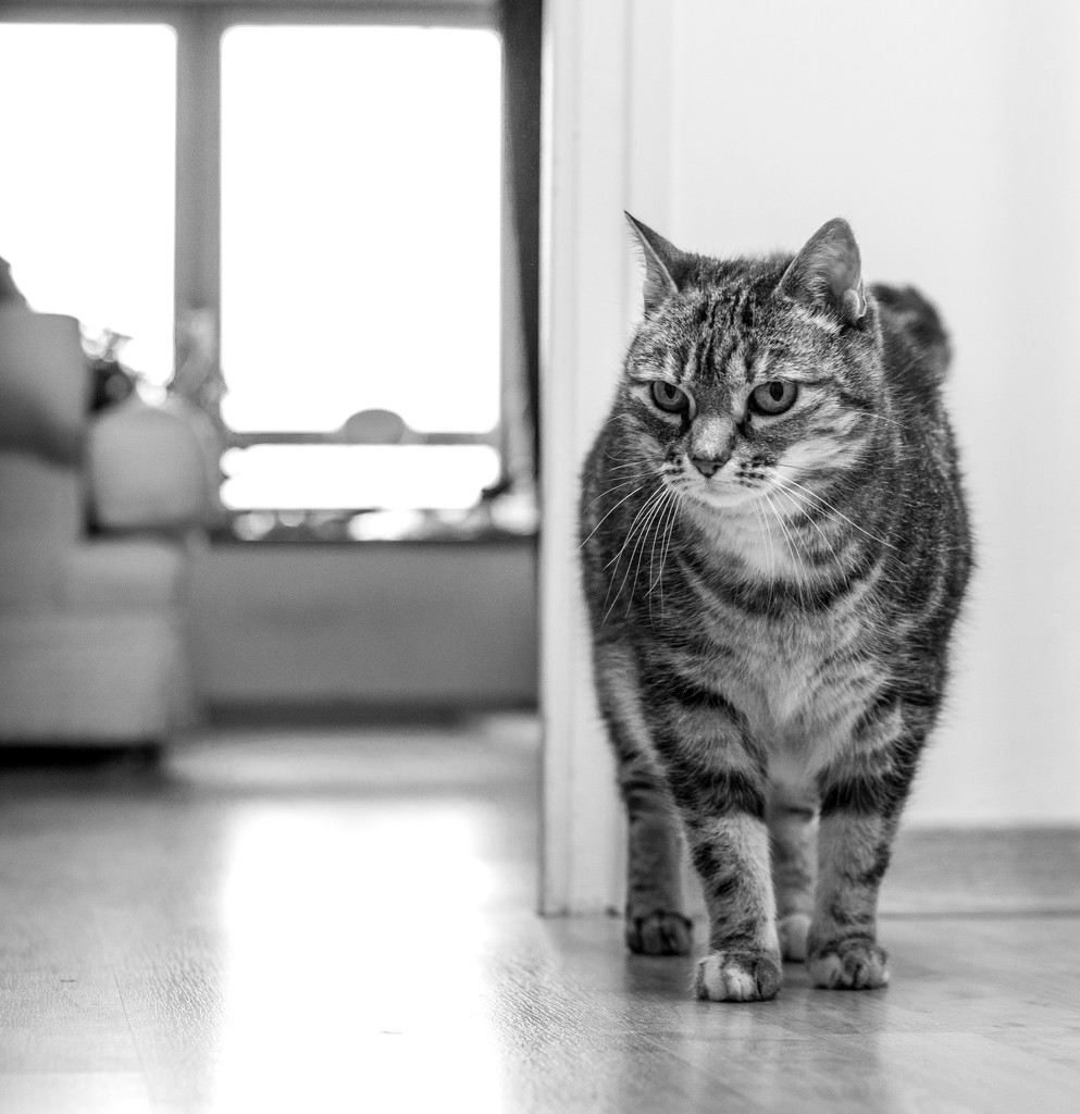 PLAY January - Nikon 50mm f/1.4G: On Guard! by vignouse
