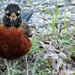 Robins!  Can Spring Be Far Behind? by grammyn