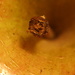 A is for apple-macro by susanharvey