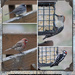 Beautiful Backyard Birds by dsp2