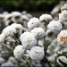 White flowers by yorkshirekiwi