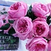 A Rose Named Carey by deborahsimmerman