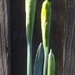 Daffodils by handmade