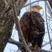 Eagle Alert by momarge64