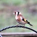 Garden Goldfinch by carole_sandford