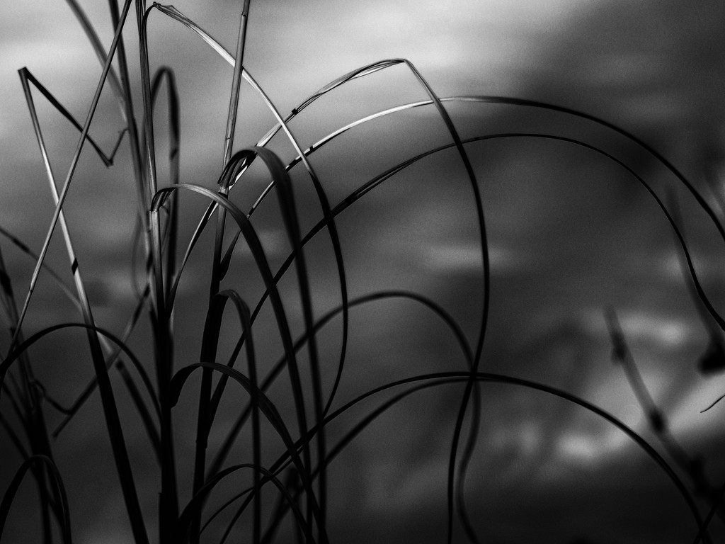 Grasses by tosee