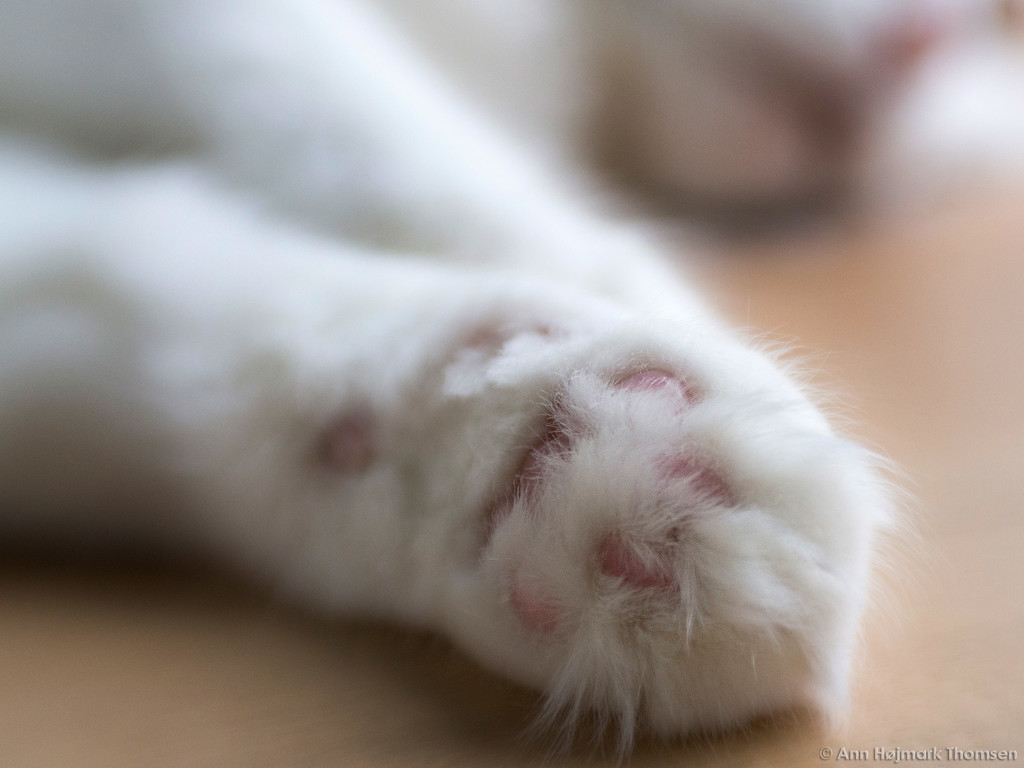 Fuzzy feet by atchoo