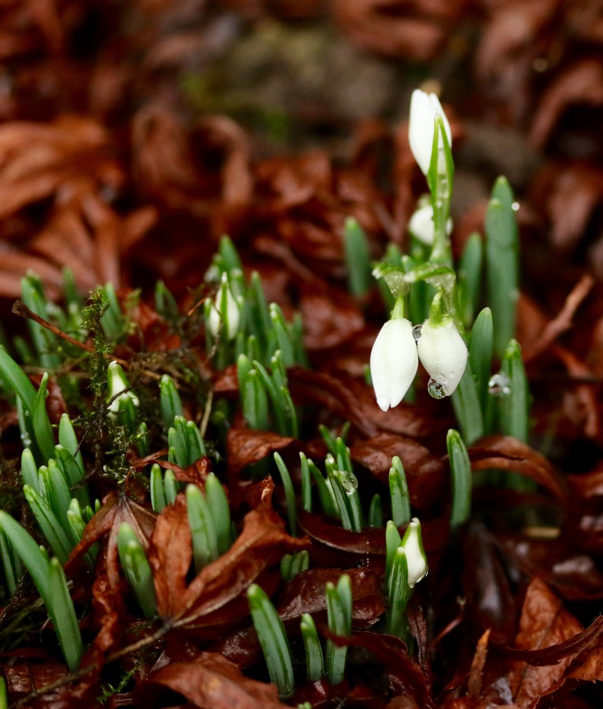Snowdrops by orchid99
