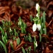 Snowdrops by orchid99