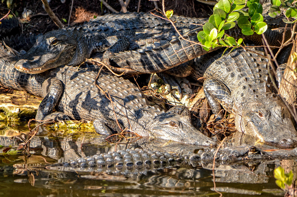 What's a group of alligators called? by danette